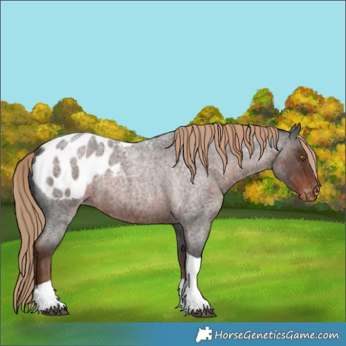 Horse Color:Liver Red Roan Tobiano Blanket 