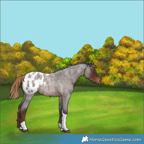 Horse Color:Liver Red Roan Tobiano Appaloosa