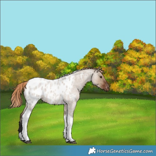 Horse Color:Liver Red Dun Roan Tobiano Appaloosa 