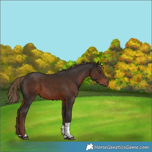 Horse Color:Liver Chestnut Tobiano 