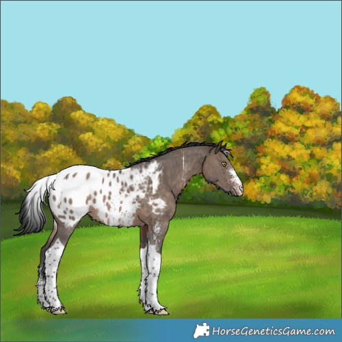 Horse Color:Brown Dun Sabino Tobiano Blanket 