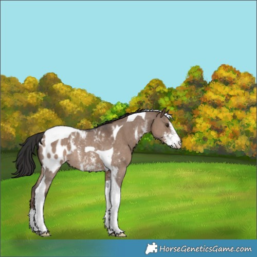 Horse Color:Liver Red Dun Sabino Tobiano Appaloosa Rabicano