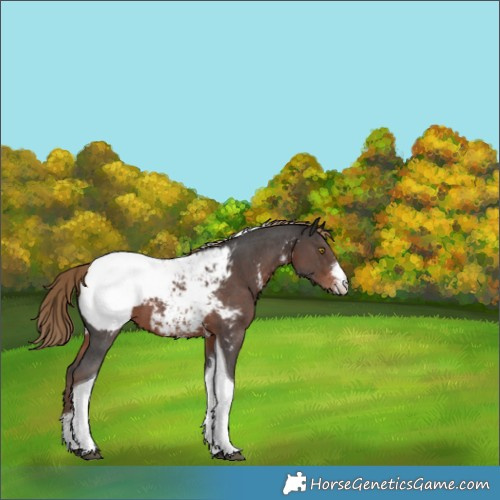 Horse Color:Liver Chestnut Sabino Tobiano Snowcap 