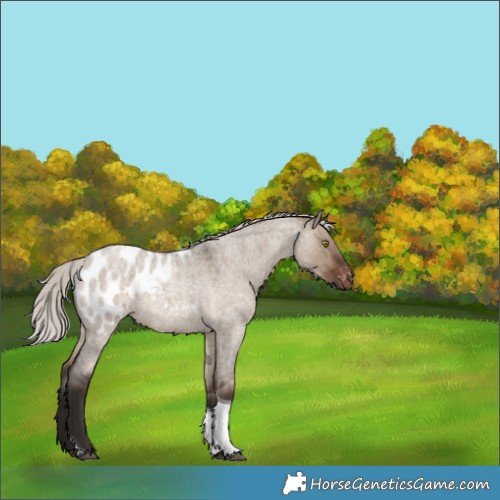Horse Color:Silver Brown Roan Dun Tobiano Appaloosa Rabicano 
