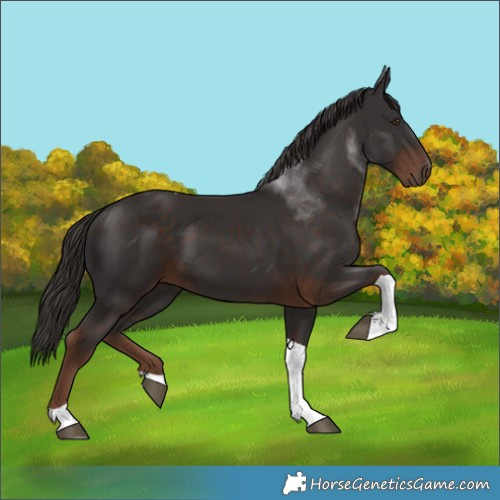 Horse Color:Liver Chestnut Tobiano 