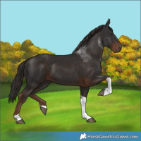Horse Color:Liver Chestnut Tobiano 