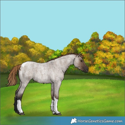 Horse Color:Liver Red Dun Roan Tobiano 