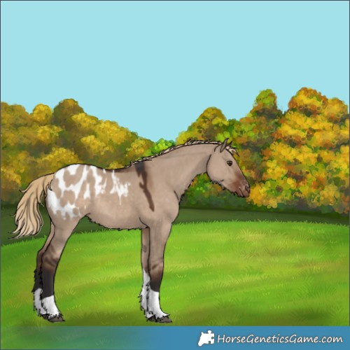 Horse Color:Liver Red Dun Tobiano Appaloosa Rabicano 