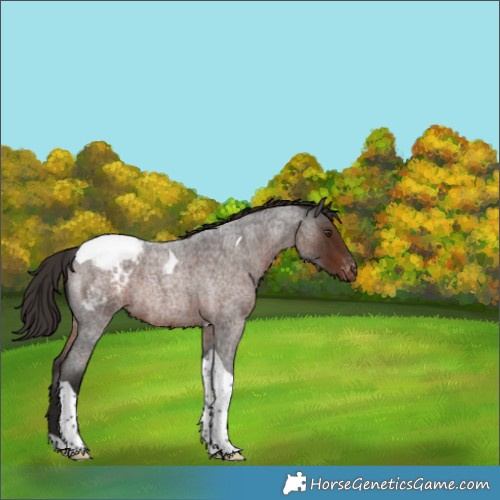 Horse Color:Liver Red Roan Tobiano Appaloosa Rabicano 