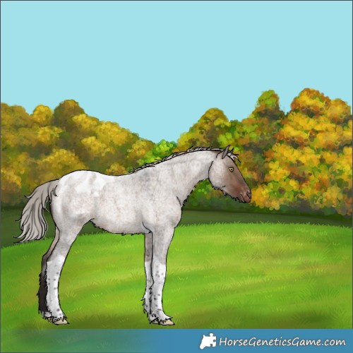 Horse Color:Silver Brown Roan Dun Tobiano Blanket 