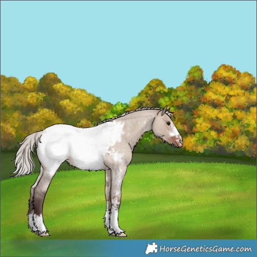 Horse Color:Silver Brown Roan Dun Sabino Appaloosa
