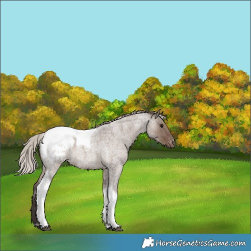 Horse Color:Silver Grullo Roan Tobiano Appaloosa 