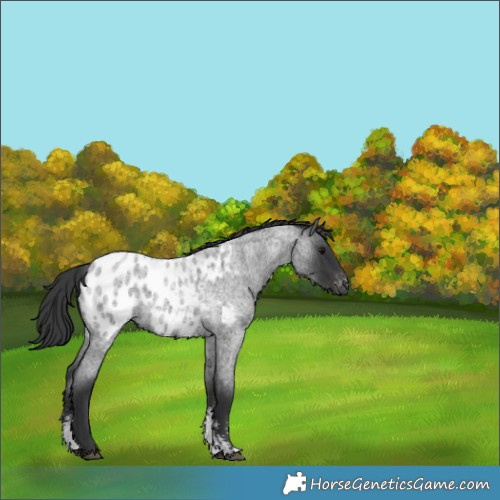 Horse Color:Blue Roan Sabino Appaloosa 