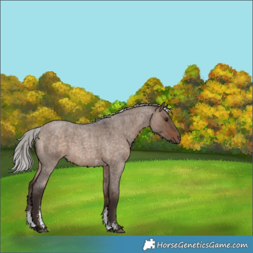 Horse Color:Silver Brown Roan Dun Sabino 