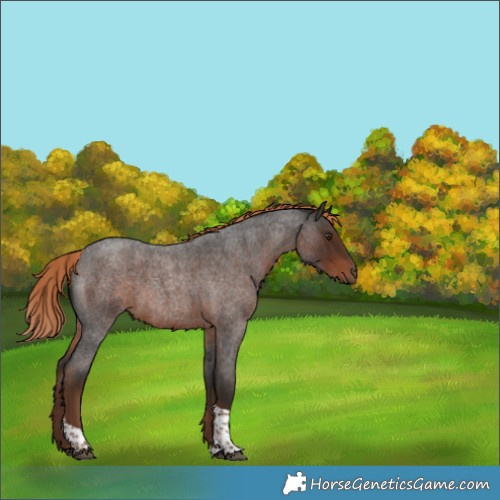 Horse Color:Liver Red Roan Tobiano 
