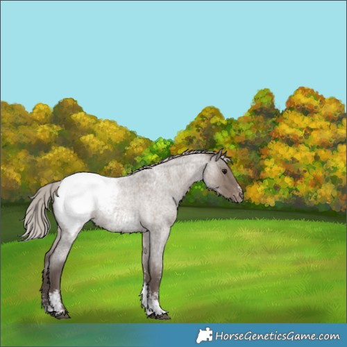Horse Color:Silver Grullo Roan Sabino Appaloosa Rabicano 