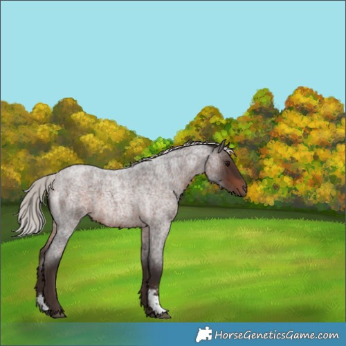 Horse Color:Silver Brown Roan Sabino Rabicano 