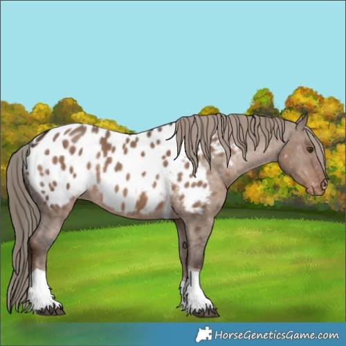 Horse Color:Liver Red Dun Tobiano Blanket 