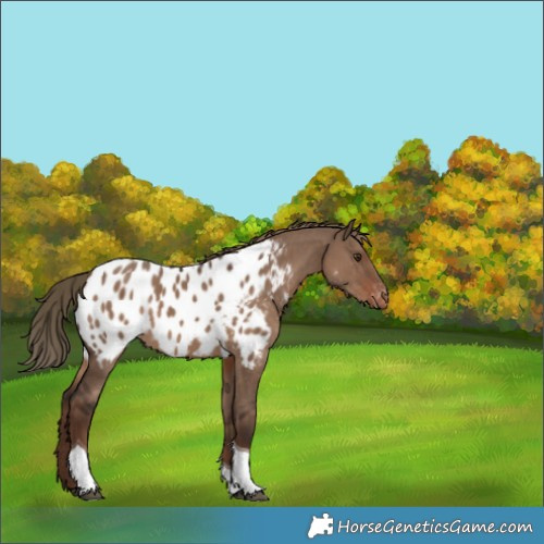 Horse Color:Liver Red Dun Tobiano Appaloosa 
