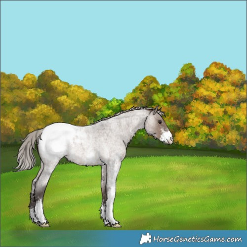 Horse Color:Silver Brown Roan Dun Sabino Snowcap 