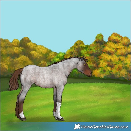 Horse Color:Liver Red Roan Tobiano 