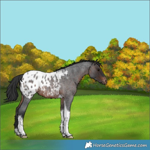 Horse Color:Brown Roan Tobiano Appaloosa