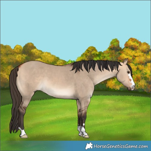Horse Color:Bay Dun 