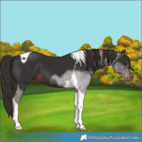Horse Color:Liver Chestnut Tobiano 
