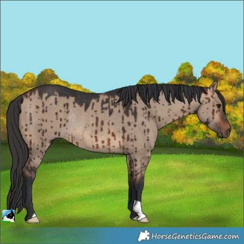 Horse Color:Brown Dun Rabicano Brindle 