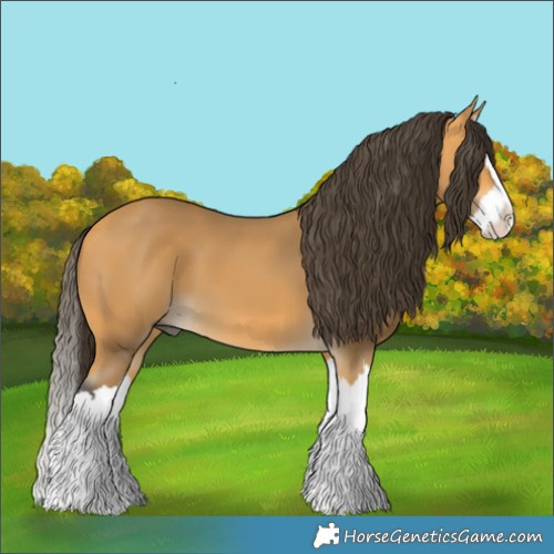 Horse Color:Buckskin Splash 