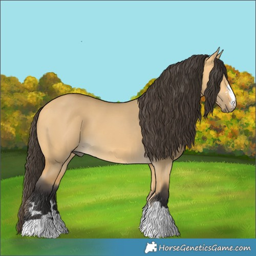 Horse Color:Buckskin Dun 