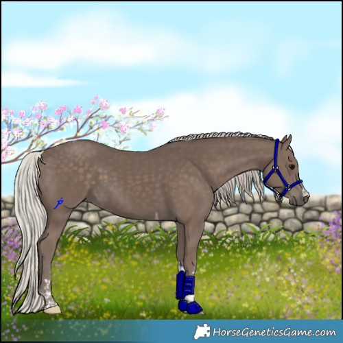 Horse Color:Silver Black Tobiano 