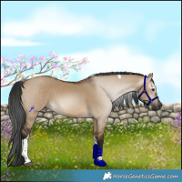 Horse Color:Gray Brown Dun Tobiano 