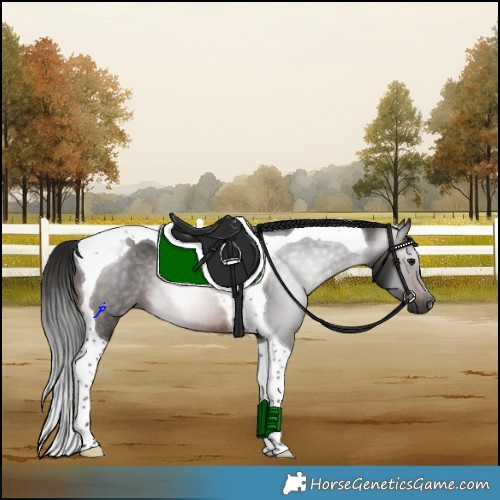 Horse Color:Gray Brown Tobiano Rabicano