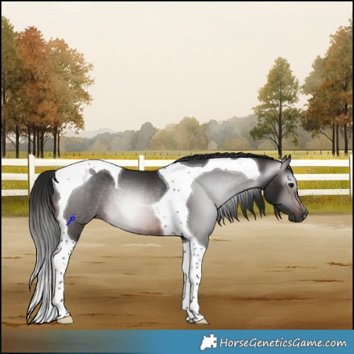 Horse Color:Gray Brown Tobiano Rabicano 