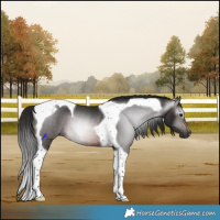 Horse Color:Gray Brown Tobiano Rabicano 