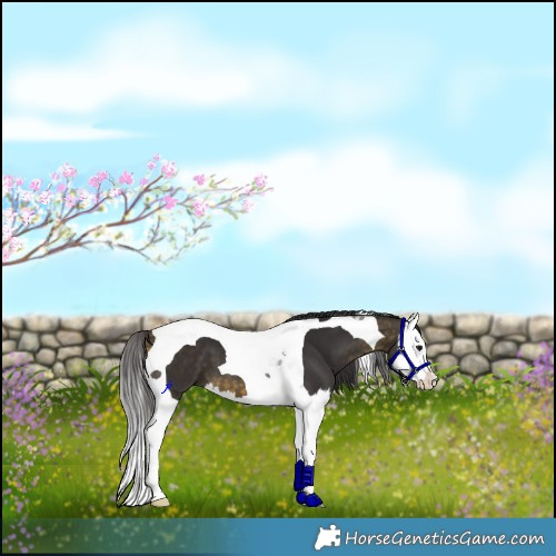 Horse Color:Buckskin Splash Tobiano 