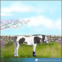 Horse Color:Buckskin Splash Tobiano 
