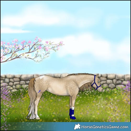 Horse Color:Buckskin Pearl Tobiano 