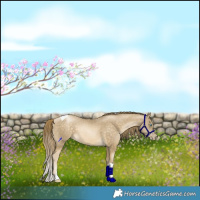 Horse Color:Buckskin Pearl Tobiano 