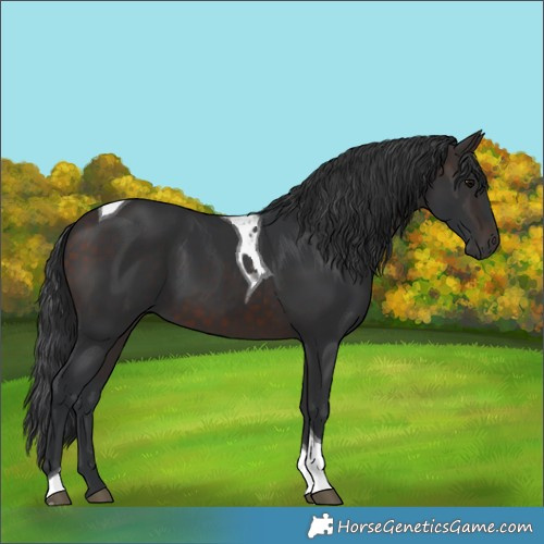 Horse Color:Brown Tobiano 