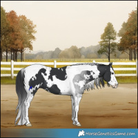 Horse Color:White Spotted Black Splash Tobiano 