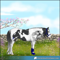 Horse Color:White Spotted Black Splash Tobiano 