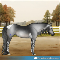 Horse Color:Gray Smoky Black Tobiano 