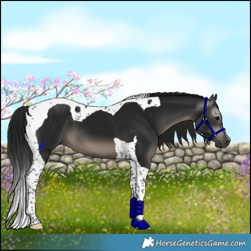 Horse Color:Gray Black Tobiano 