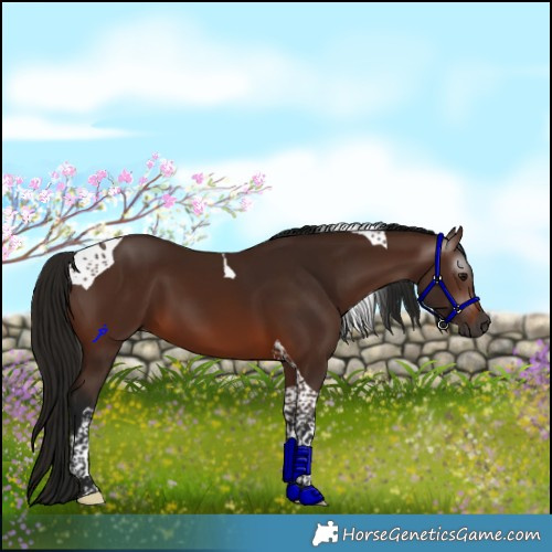Horse Color:Gray Bay Tobiano 