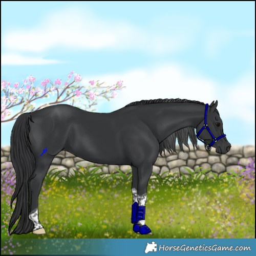 Horse Color:Black Tobiano 