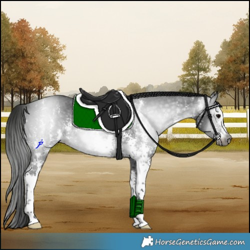 Horse Color:Gray Black Sabino 