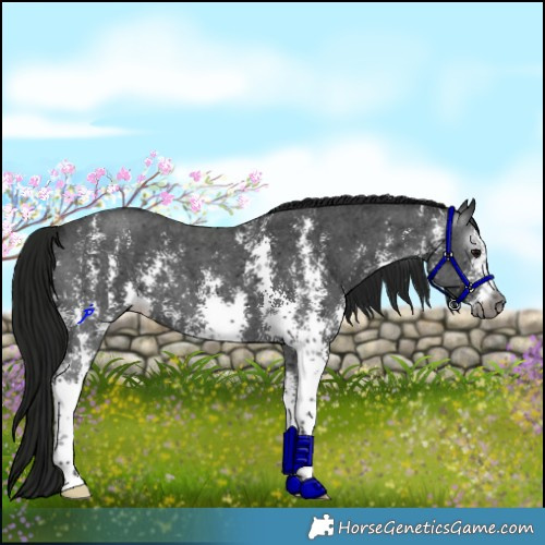 Horse Color:Gray Black Sabino 