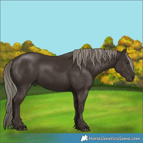 Horse Color:Liver Chestnut Mushroom Rabicano 